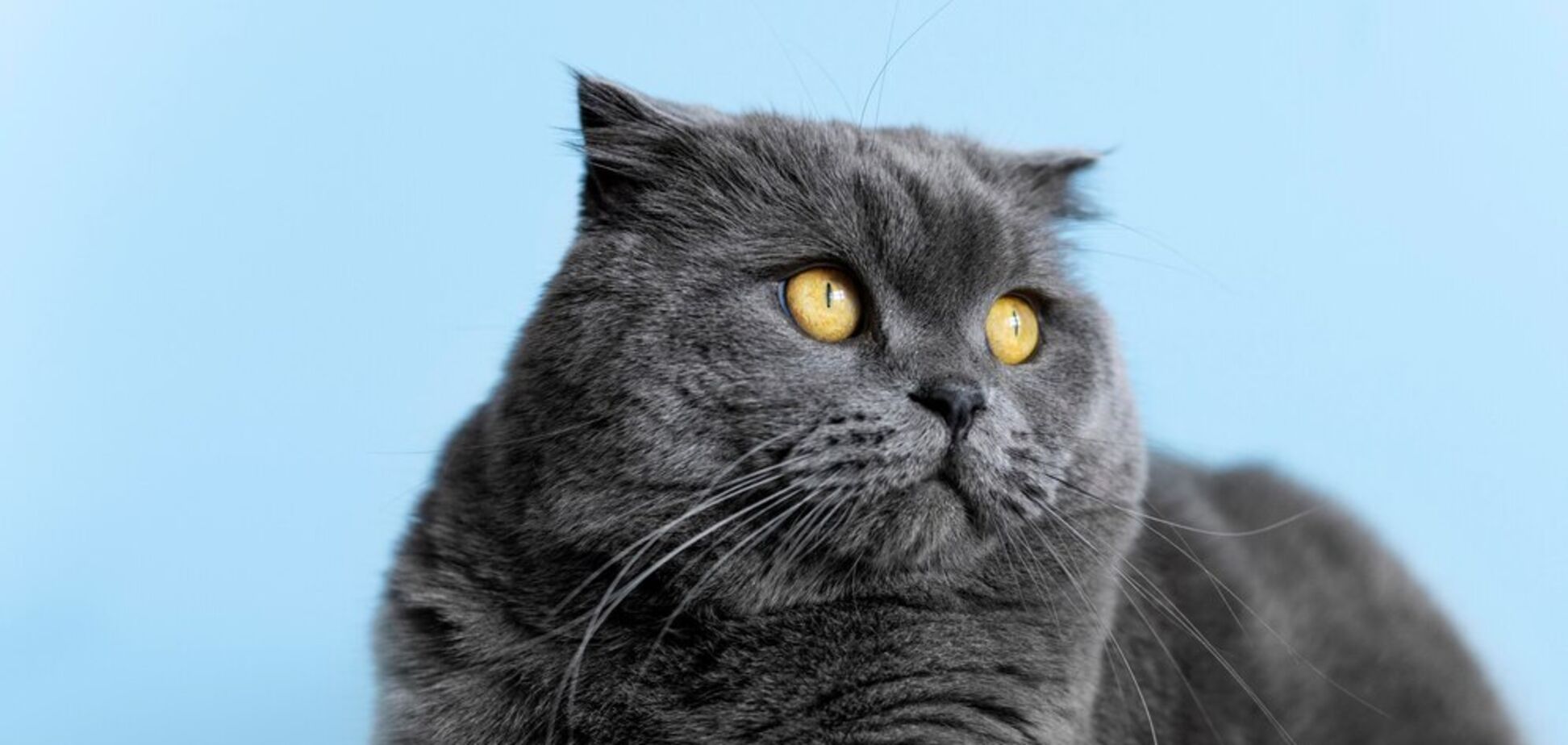 Чем занять кота, если нет специальных игрушек: спасет простой предмет