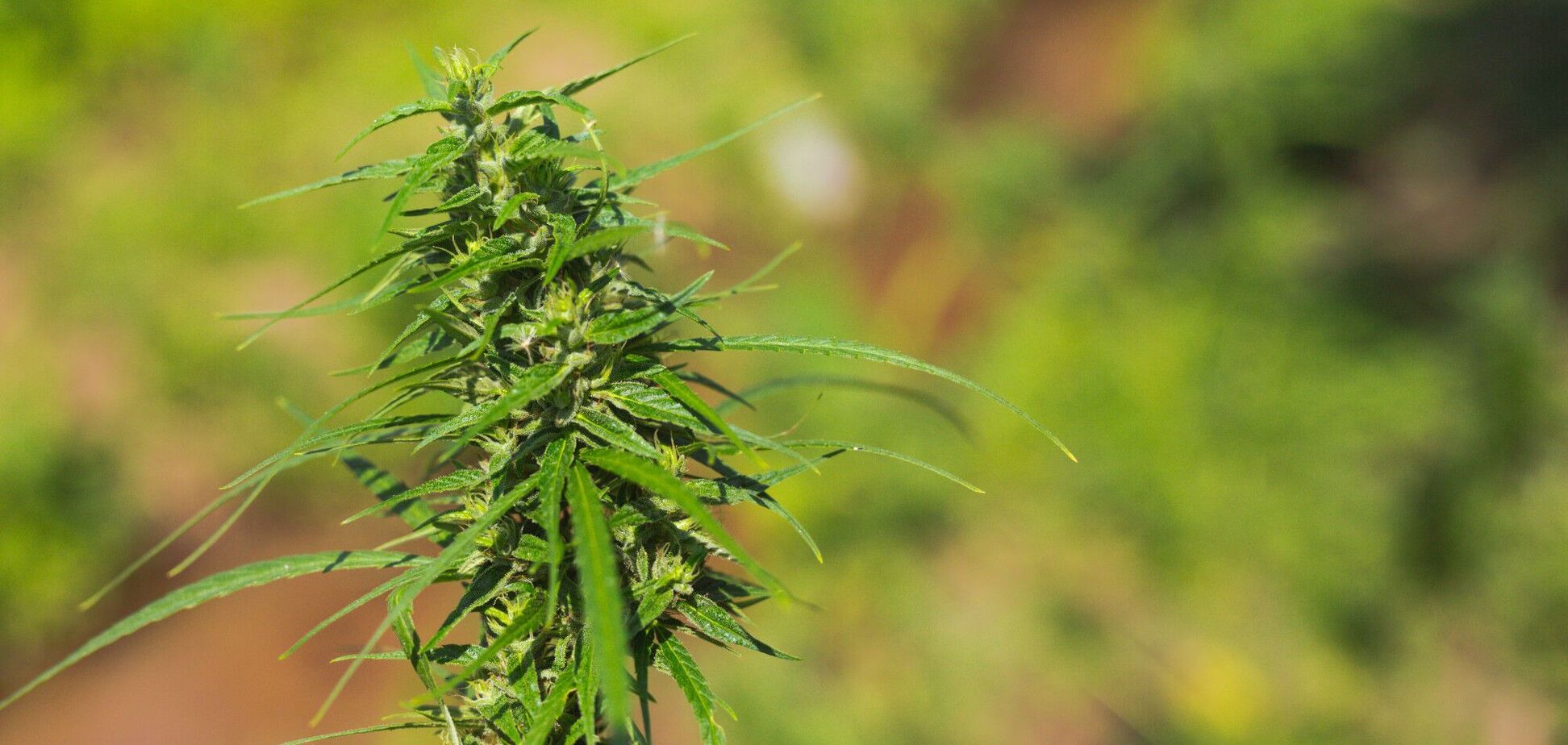 В Украине запустили систему єКоноплі