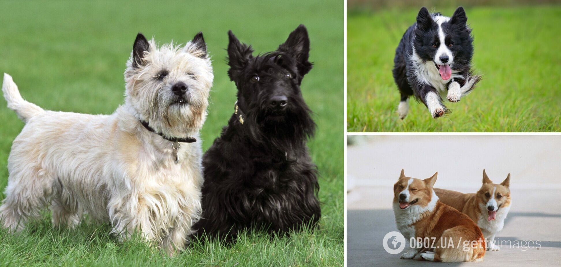 Ученые назвали самые красивые породы собак в мире