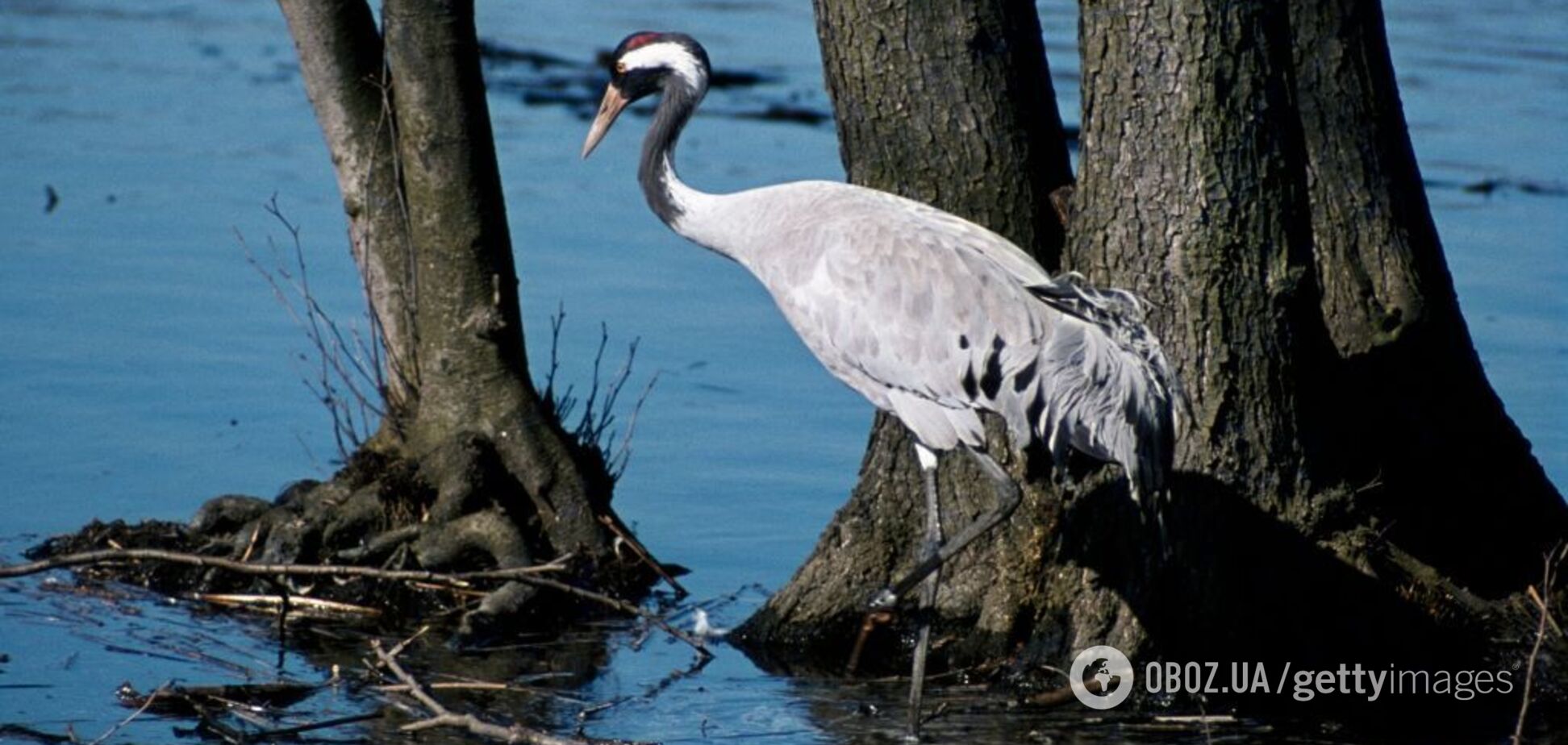 Рідкісного птаха з Червоної книги України помітили на Хмельниччині. Відео