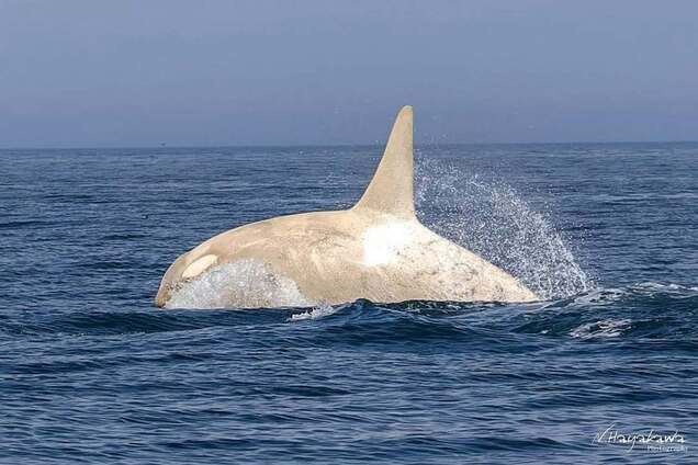 Редкую белую косатку зафиксировал фотограф у побережья Японии