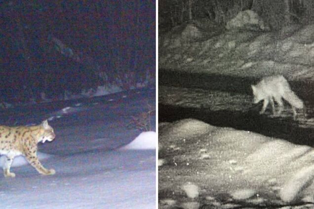 Хищники бродят в поисках добычи: пограничники предупредили об опасности на высокогорье. Фото