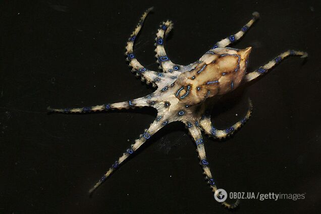Самці восьминогів вводять самкам отруту під час спарювання, щоб ті їх не з'їли: дослідження