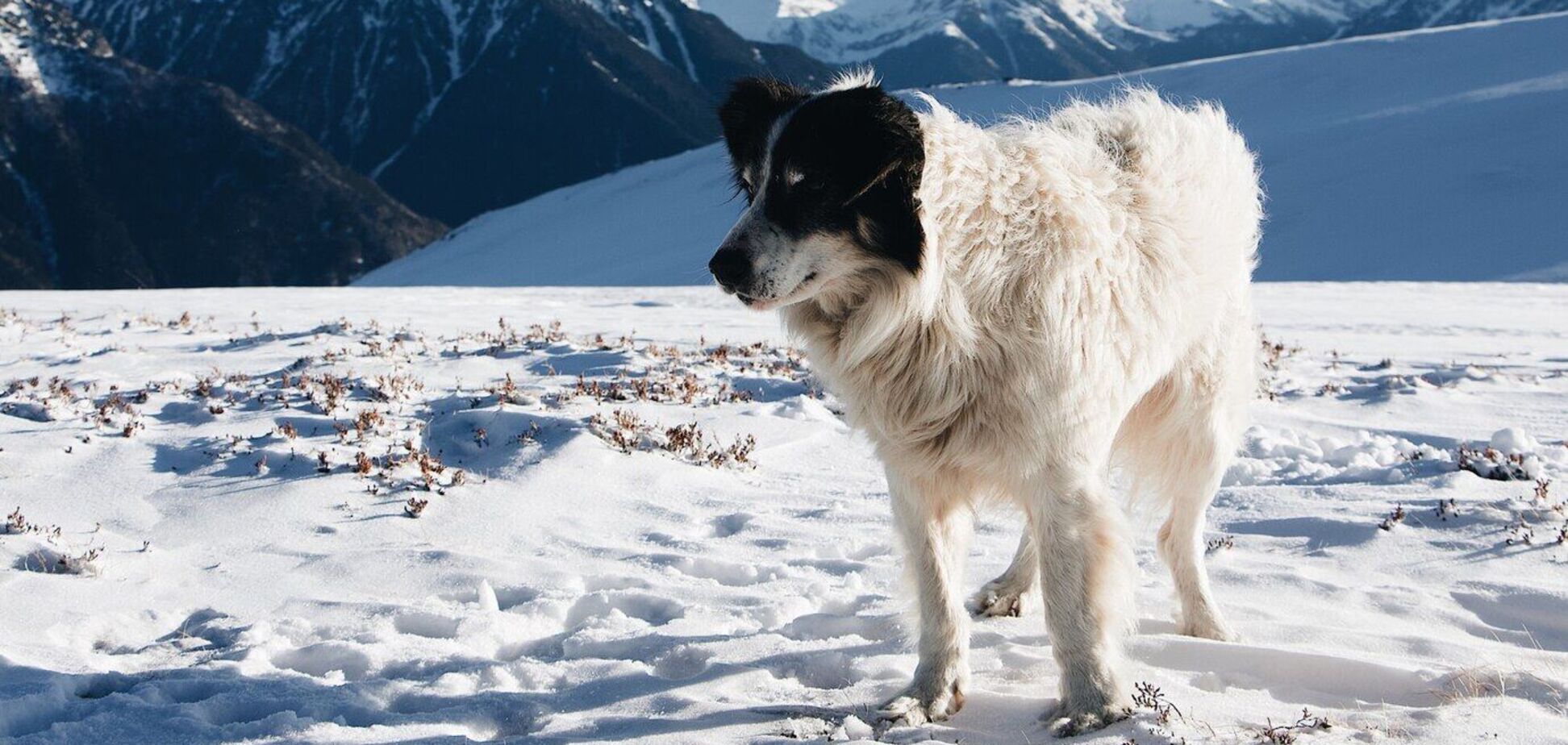 Названы 5 самых умных пород собак: как это определить