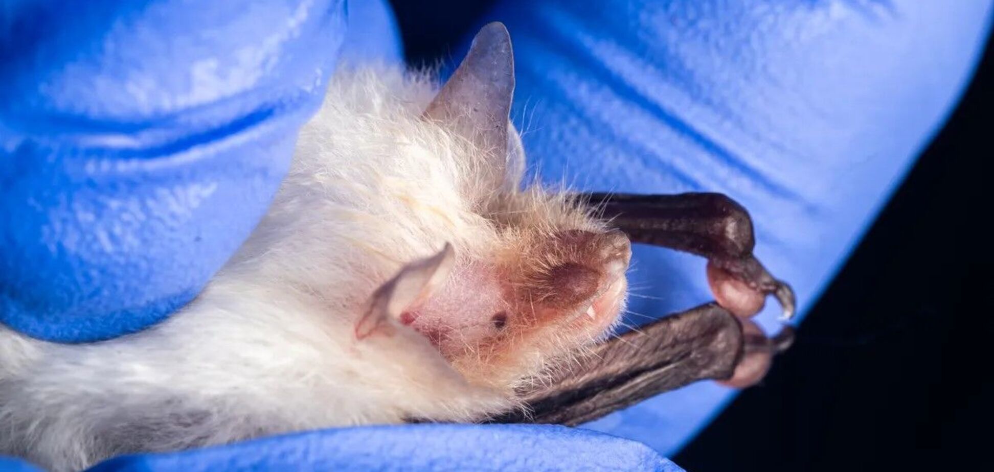 Уперше у світі зафіксовано лейкізм у кажанів: дивне біле хутро здивувало навіть науковців