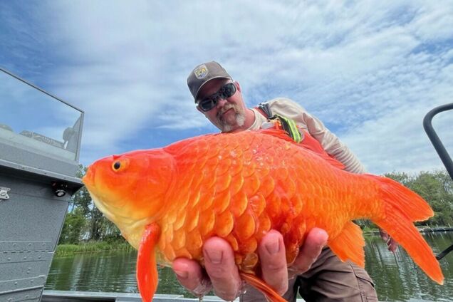 Гигантскую золотую рыбку поймали в США. Фото