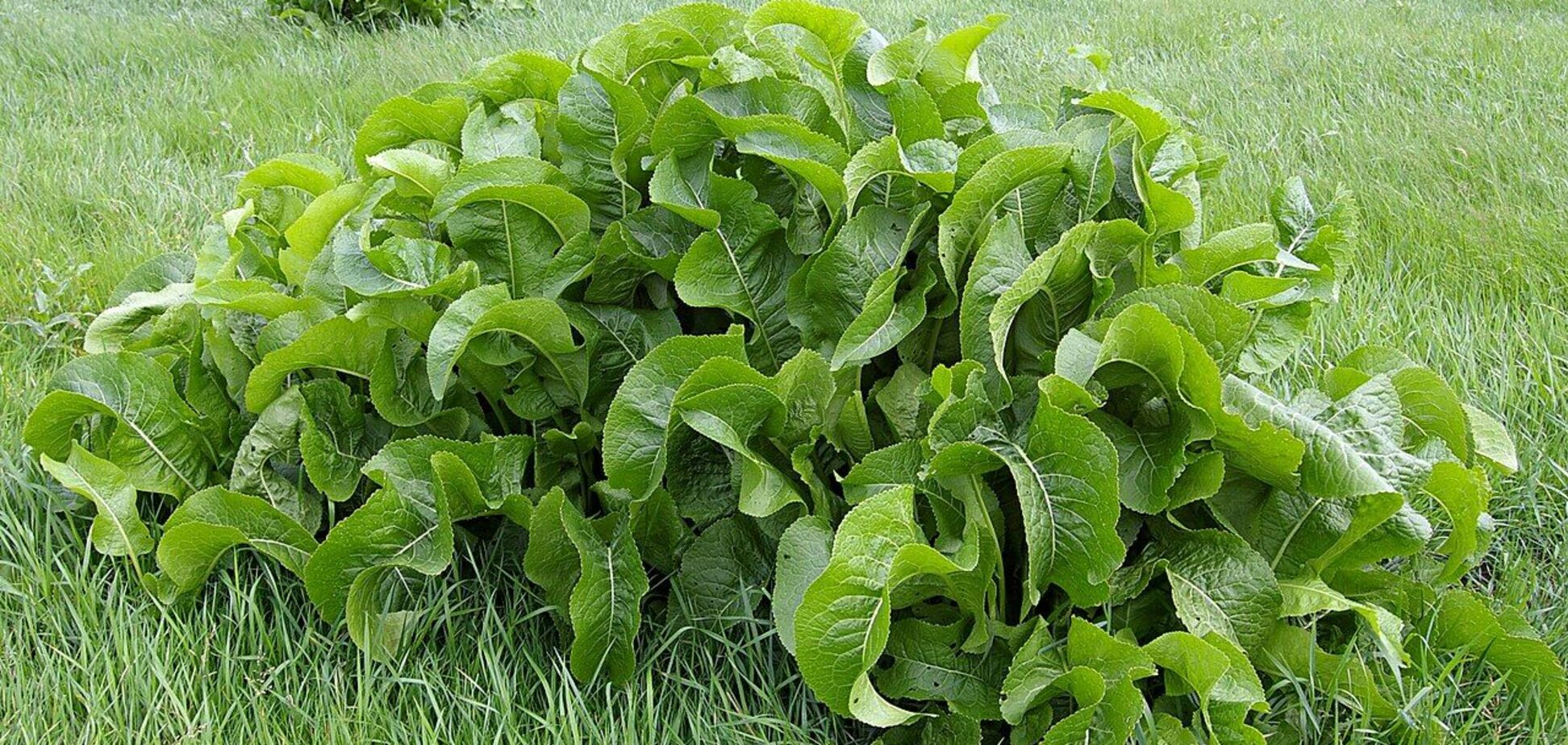 Як вивести з городу хрін: весняні методи