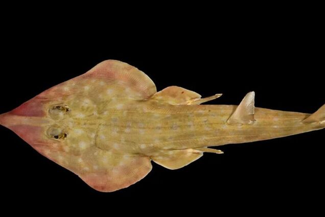 В океане обнаружили 866 новых морских видов: среди них 'акула-гитара' и улитки с ядовитыми зубами