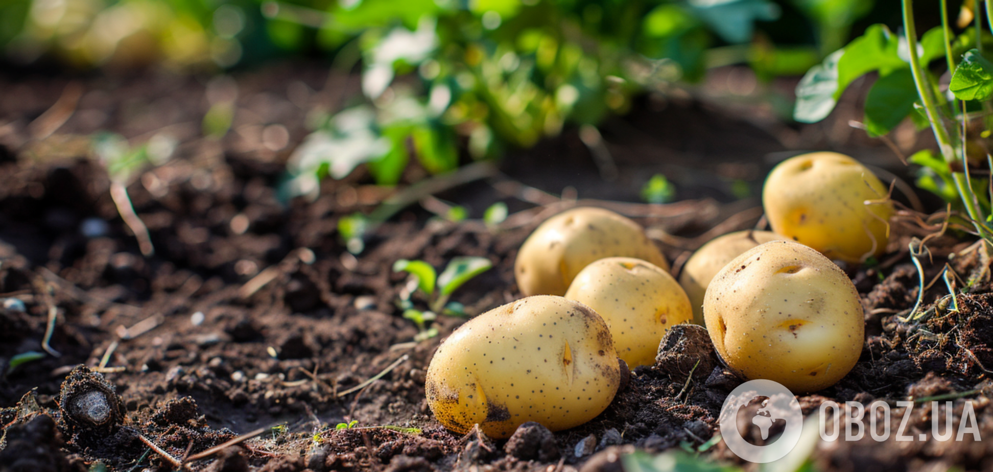 Коли треба посадити картоплю: існує 'золоте правило'
