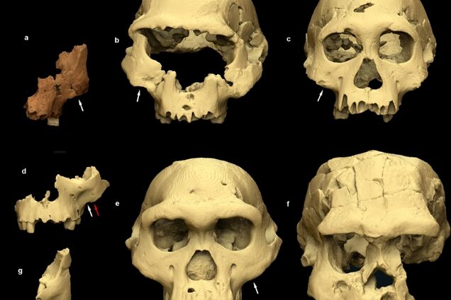 Наука такого еще не видела: в Испании обнаружили останки человека, жившего более миллиона лет назад