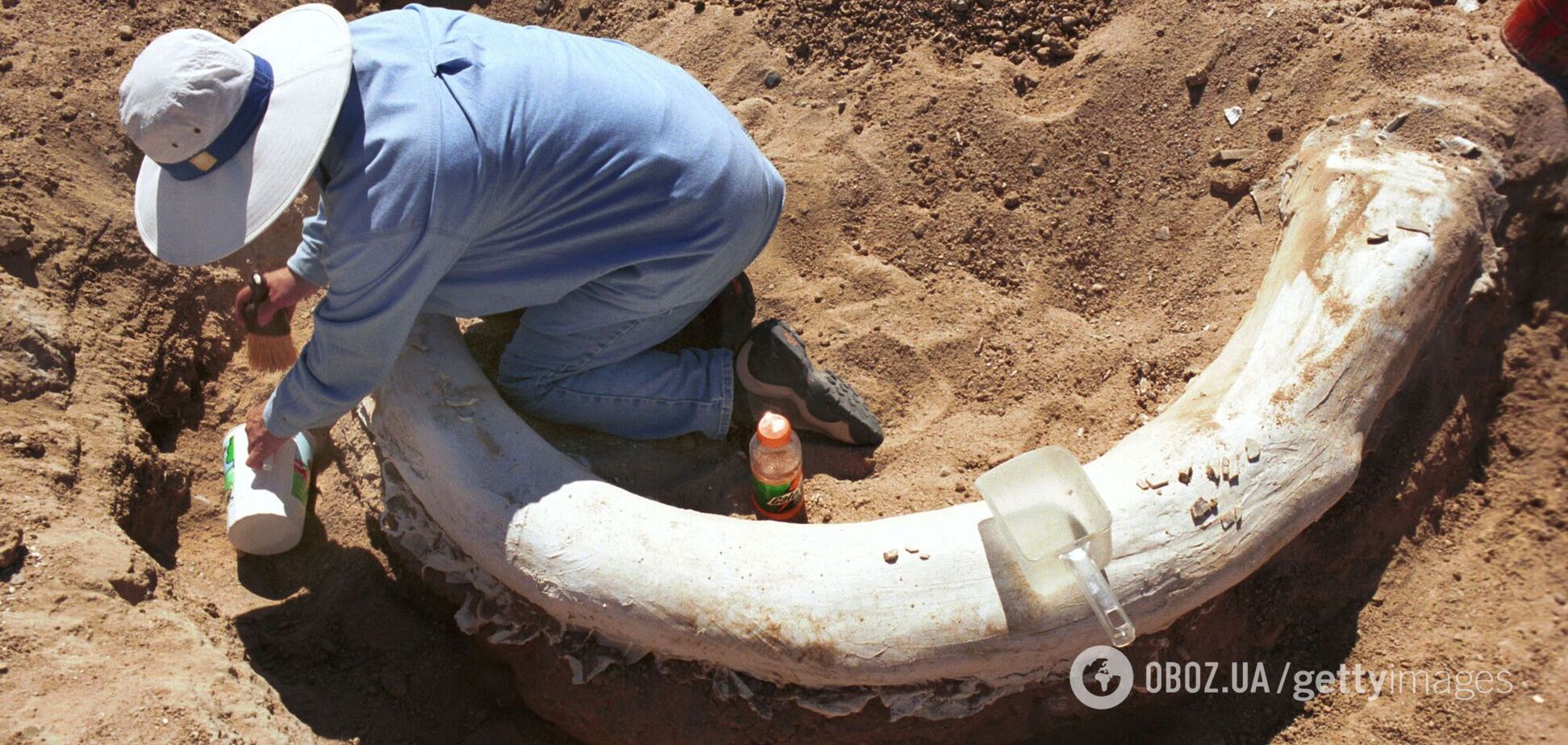 Редкий бивень мамонта был найден на ранчо в Техасе. Фото