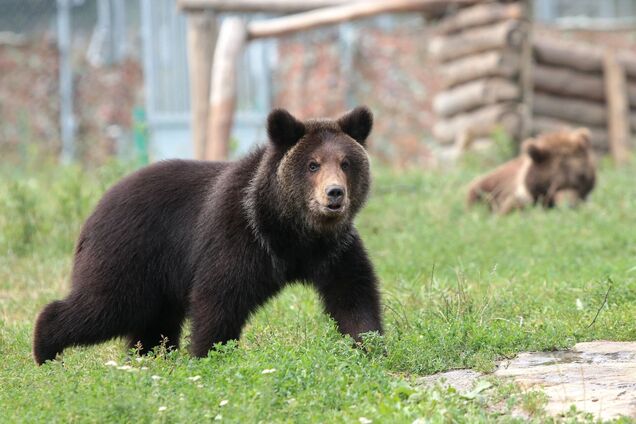 Ведмеді на Львівщині прокинулись і радіють відвідувачам: притулок 'Домажир' прихистив 31 клишоногого
