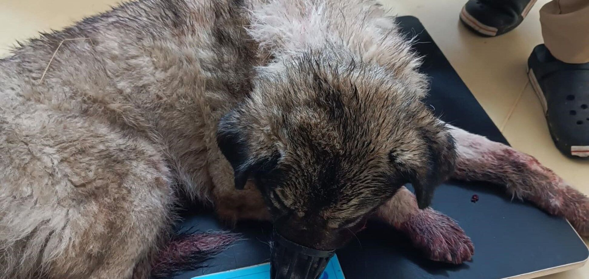 На Київщині жінка сокирою побила собаку на очах у свідків: поліція відкрила провадження. Фото