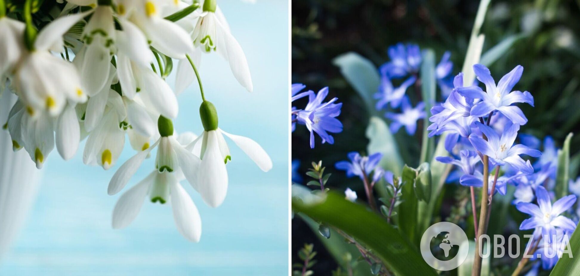 'Підсніжник' и 'пролісок': являются ли слова синонимами и какая разница