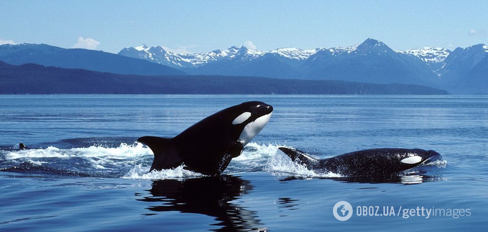 Как общаются косатки: украинские полярники опубликовали уникальную запись