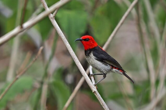 В Индонезии обнаружили новый вид птиц, питающихся нектаром. Фото