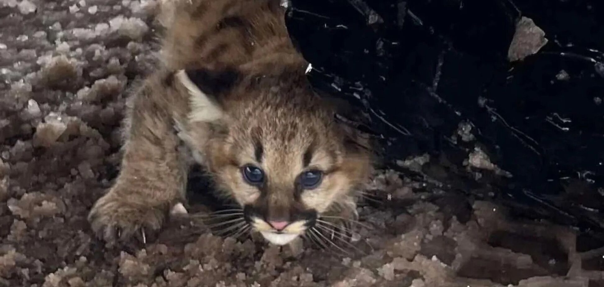 Вперше за 100 років: дитинчат пуми помітили в Мічигані. Фото