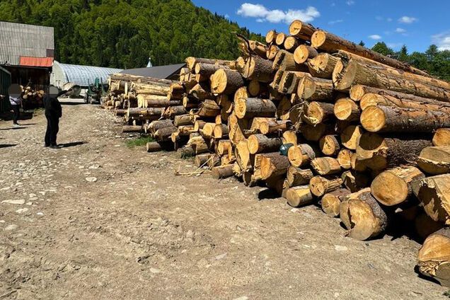 ДБР сообщило о подозрении лесникам