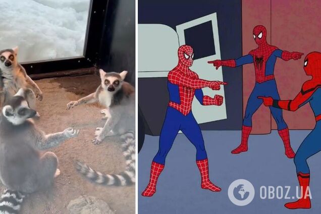 Лемуры в японском зоопарке повторили знаменитый мем из 'Человека-паука'. Фото и видео