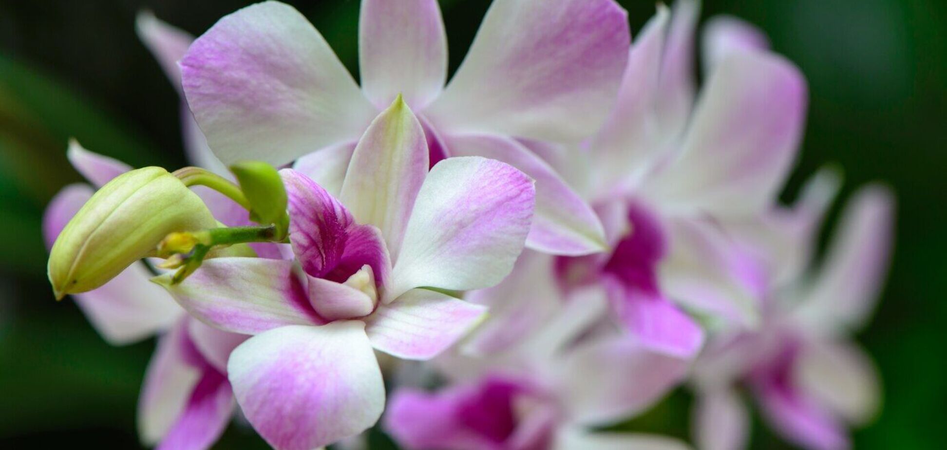 Как сделать, чтобы орхидея цвела весь год: действенный способ