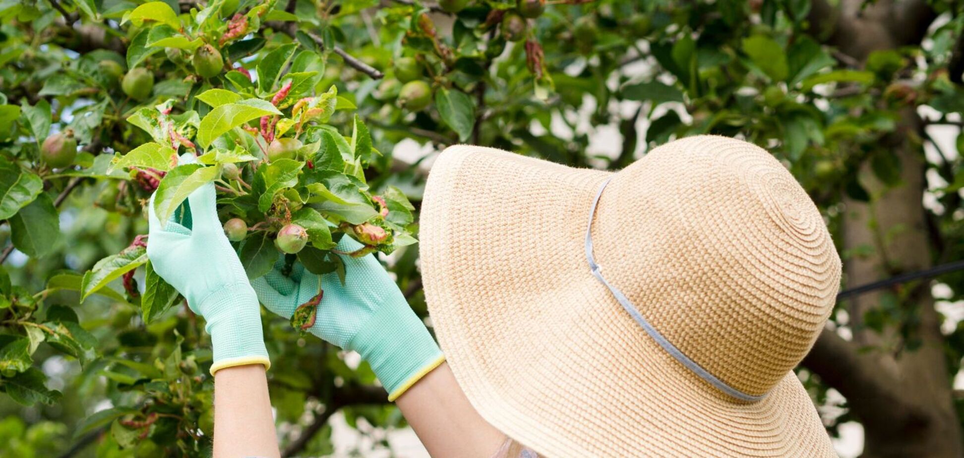 Які дерева категорично не можна білити: чому так