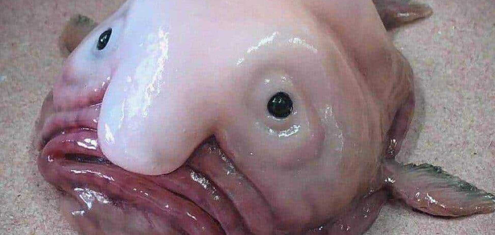 Найпотворніша тварина світу стала 'рибою року' в Новій Зеландії. Фото