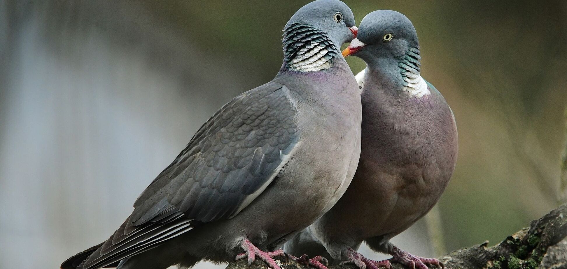 Весна, птахи, романтика: у Черкасах зафіксували 'французький поцілунок' диких голубів
