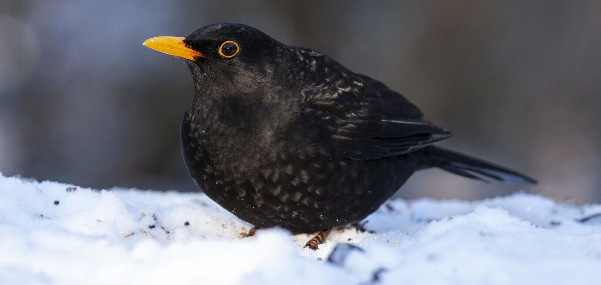 Чем подкармливать дроздов, если они живут в вашем саду: четыре продукта