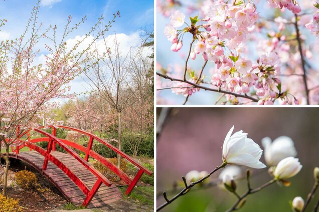 В Киеве скоро начнется сезон цветения сакур: где можно посмотреть