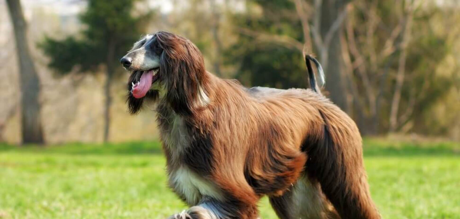 Собака показала неперевершене шоу і здивувала глядачів: цю породу вважають безнадійною. Відео