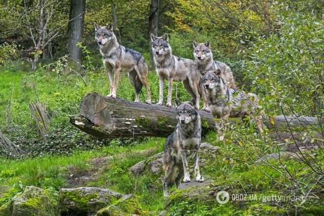 Популяція вовків стрімко зросла в Європі: їх стало більше на 60%, але це – гарна новина