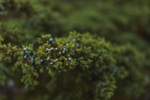 Як назвати українською 'можжевельник': переклад