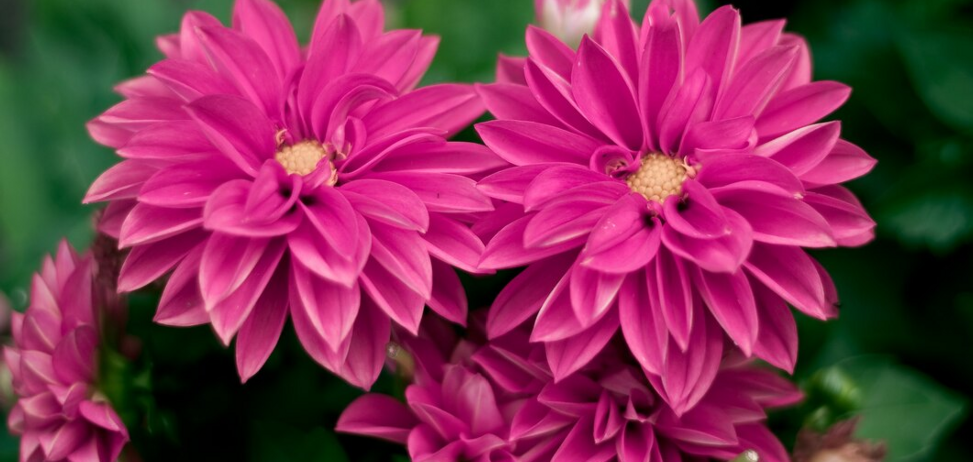 Когда лучше сажать георгины: весенние советы