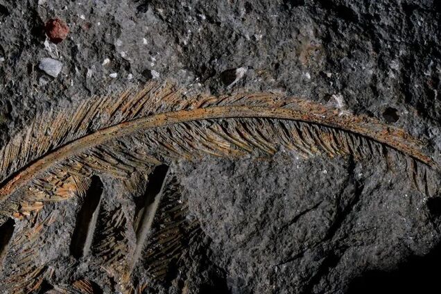 Це перше таке відкриття: вчені з'ясували, як пір’я 30 000-річного грифа збереглися у вулканічному попелі