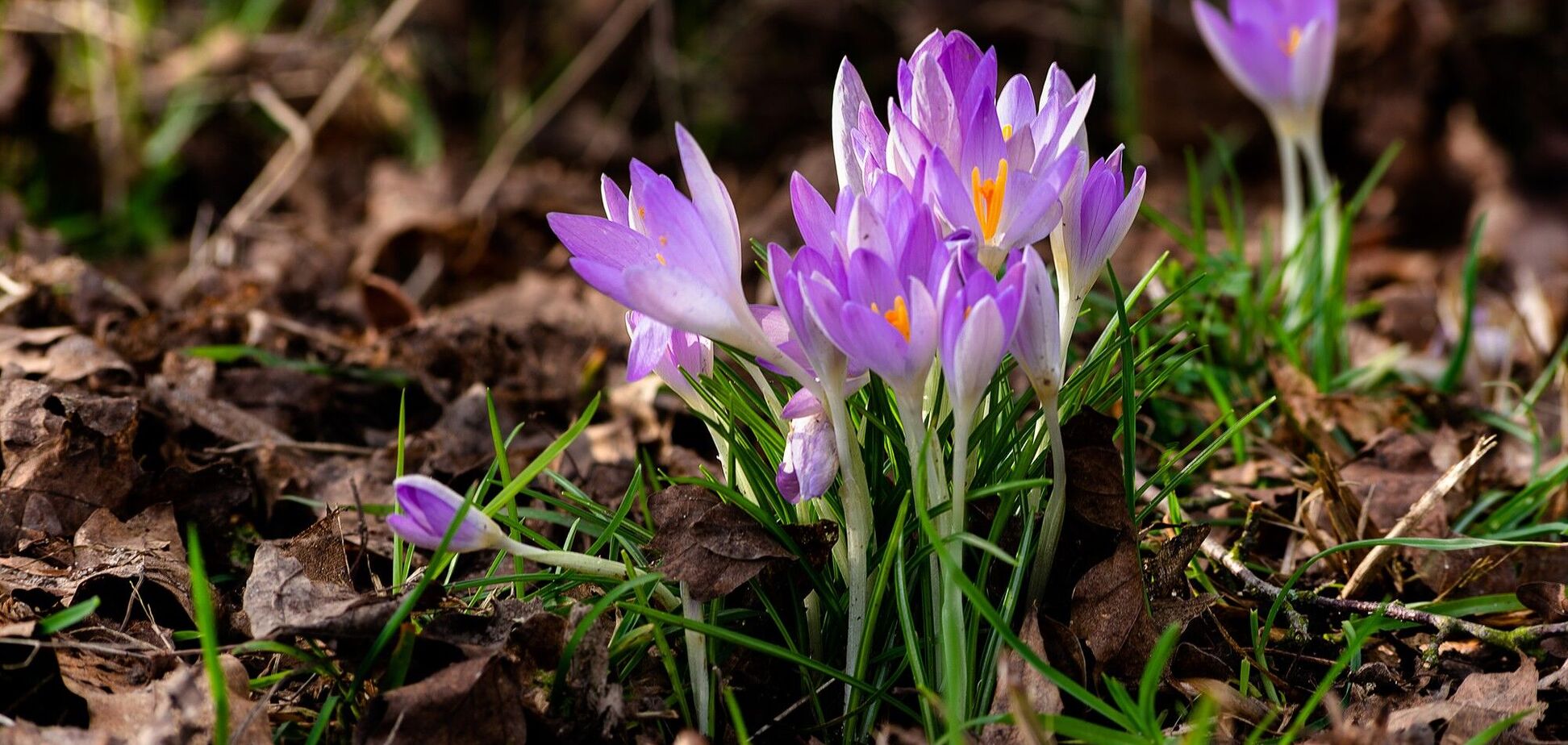 Какой праздник 26 марта в Украине: события этого дня