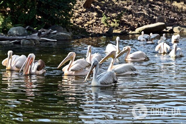 Чистая вода и много вкусной рыбки: в Киевском зоопарке в озера вернулись пеликаны. Фото