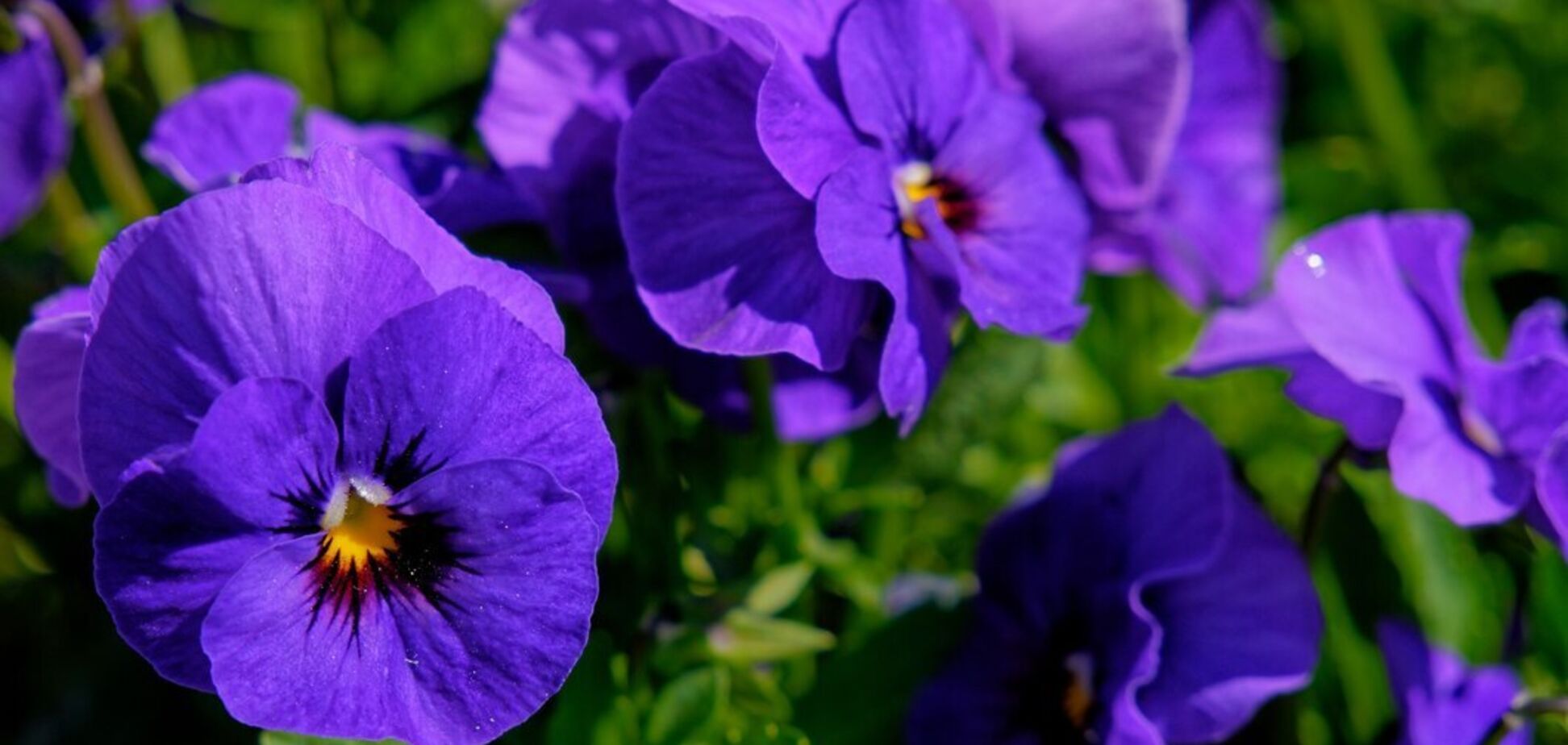 Топ-7 квітів, які швидко ростуть: треба посадити ранньою весною, щоб ваш сад буяв