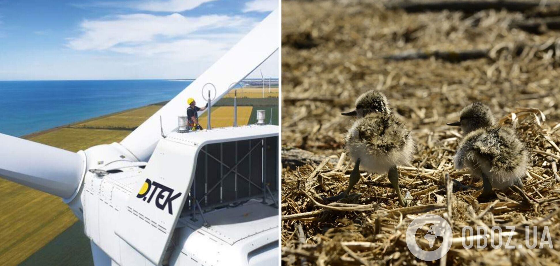 ДТЭК выпустил первый экологический атлас о птицах возле Тилигульской ВЭС