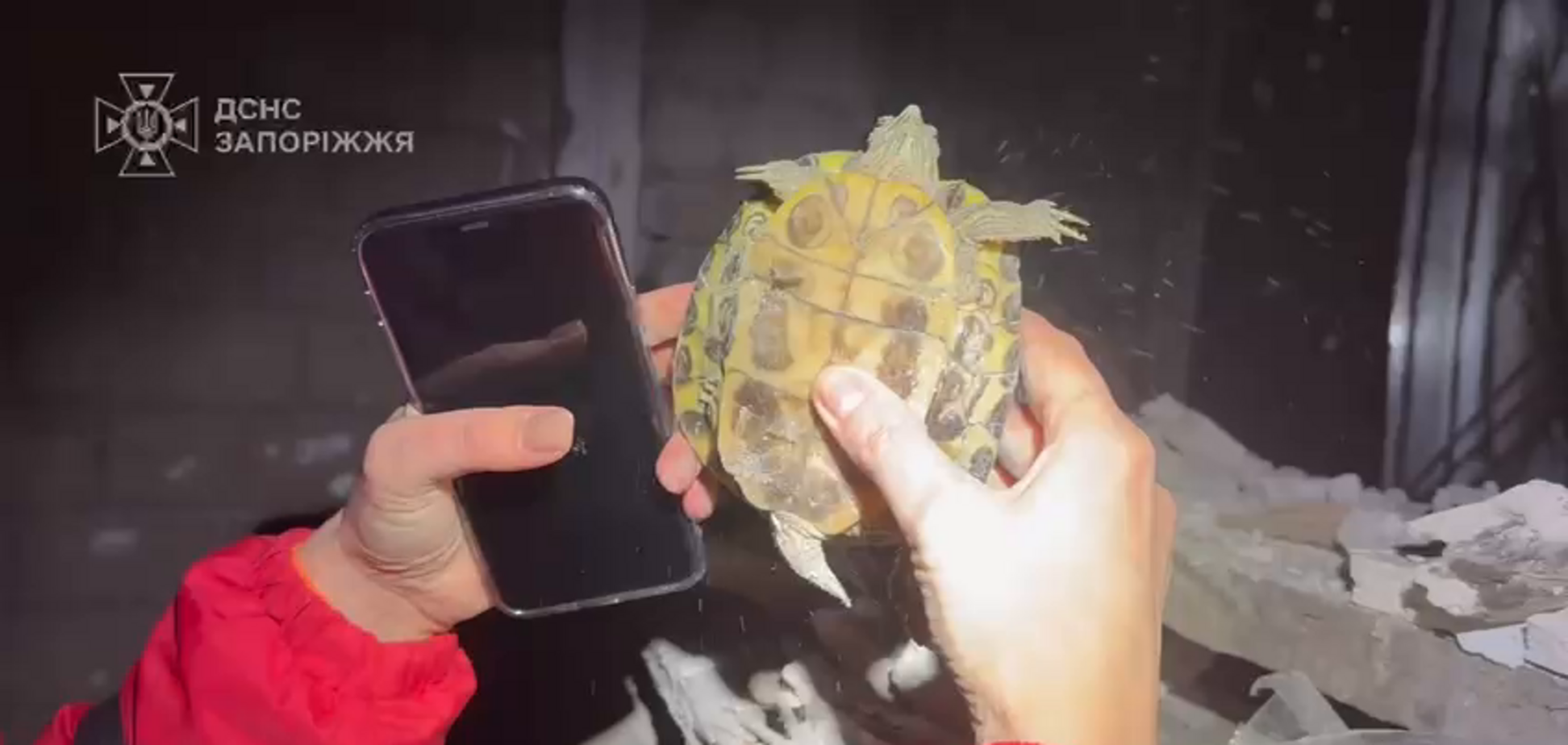 'Каждая жизнь важна': в Запорожье из-под завалов детского сада спасли черепаху. Видео