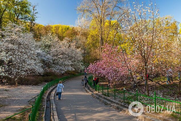 В Киеве в ботаническом саду Фомина расцвели первые магнолии. Фото и видео