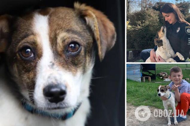 Эвакуированная из Мариуполя собака нашла семью во Львове