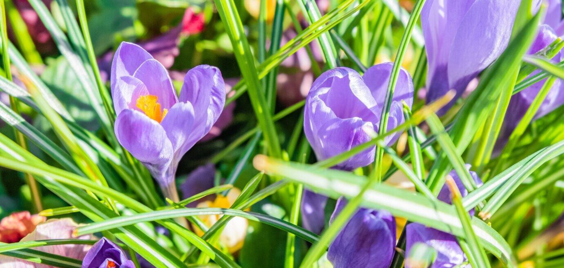 Что нужно сделать с клумбами весной, чтобы они процветали летом: советы