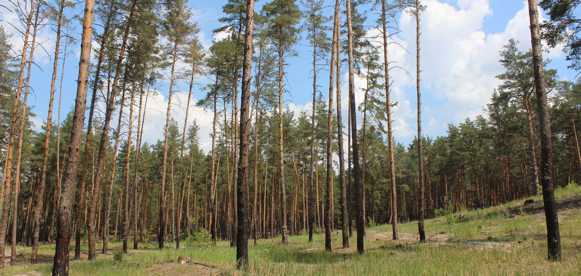 Вокруг лесов в районе Ходосовки разгорается скандал