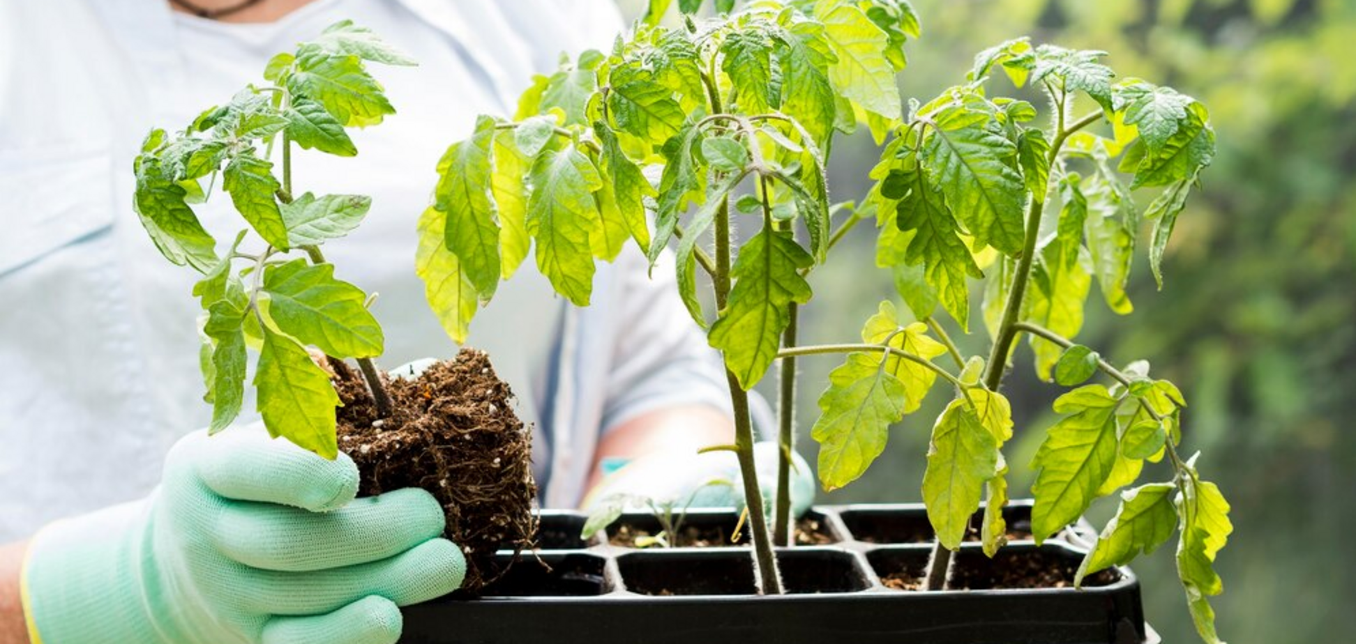 Сходитиме швидше: у чому замочити насіння помідорів