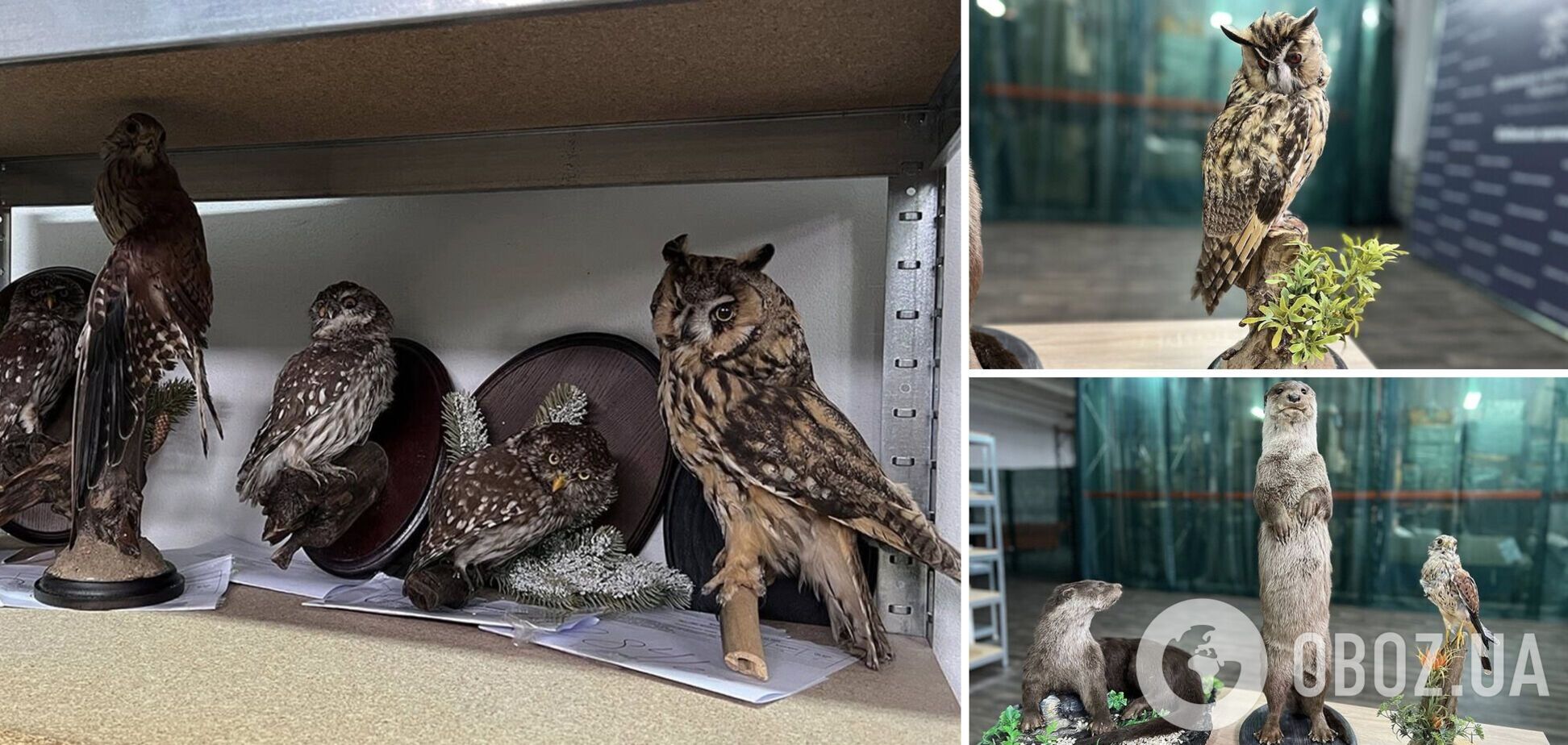 Пытались отправить в США: таможенники обнаружили в посылках чучела краснокнижных животных и птиц. Подробности и фото