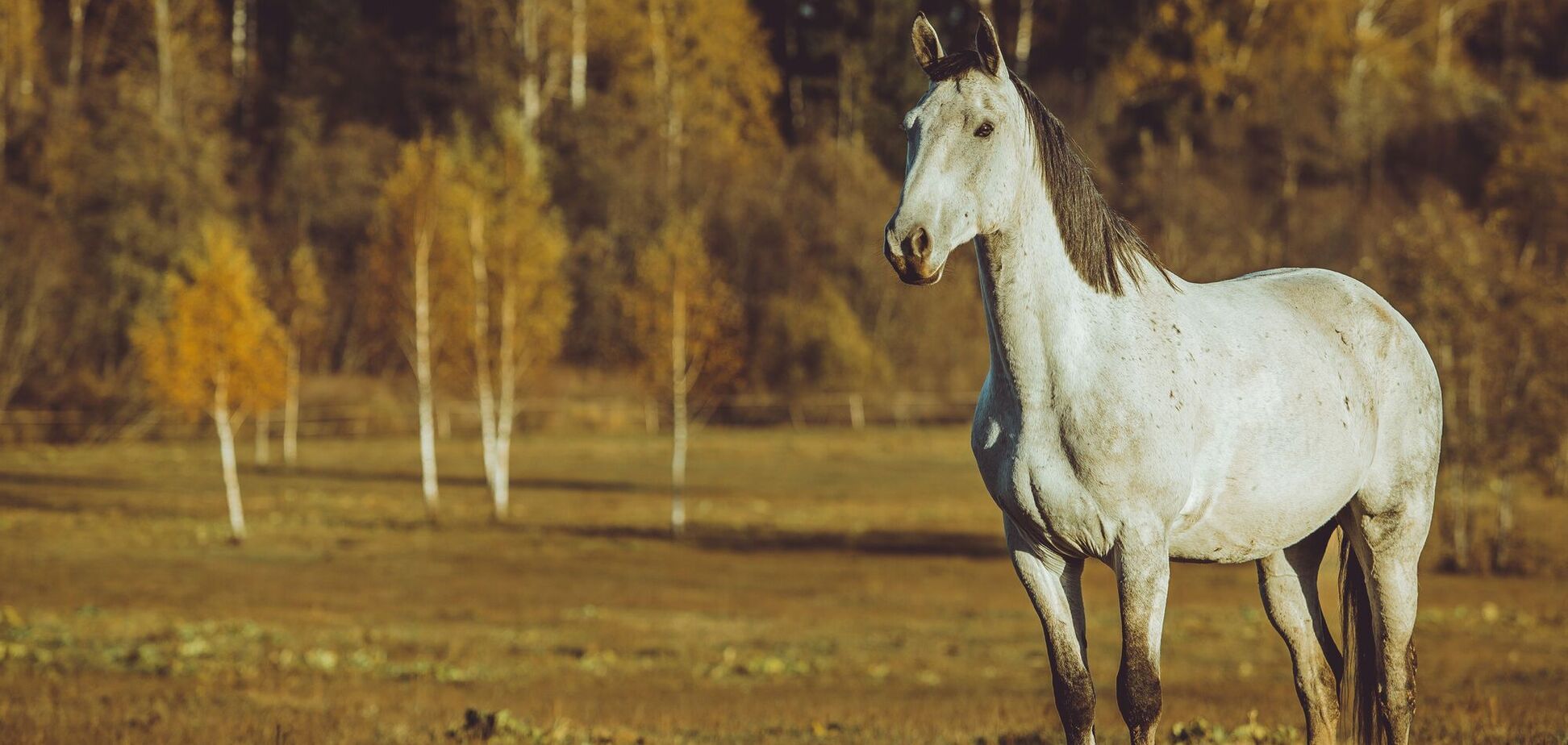 Как сказать на украинском 'бред седой кобылы': варианты