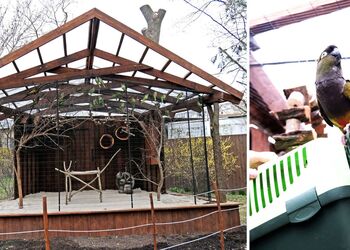 Є все необхідне: у Київському зоопарку врятованих патагонських папуг переселили до нового вольєра. Фото