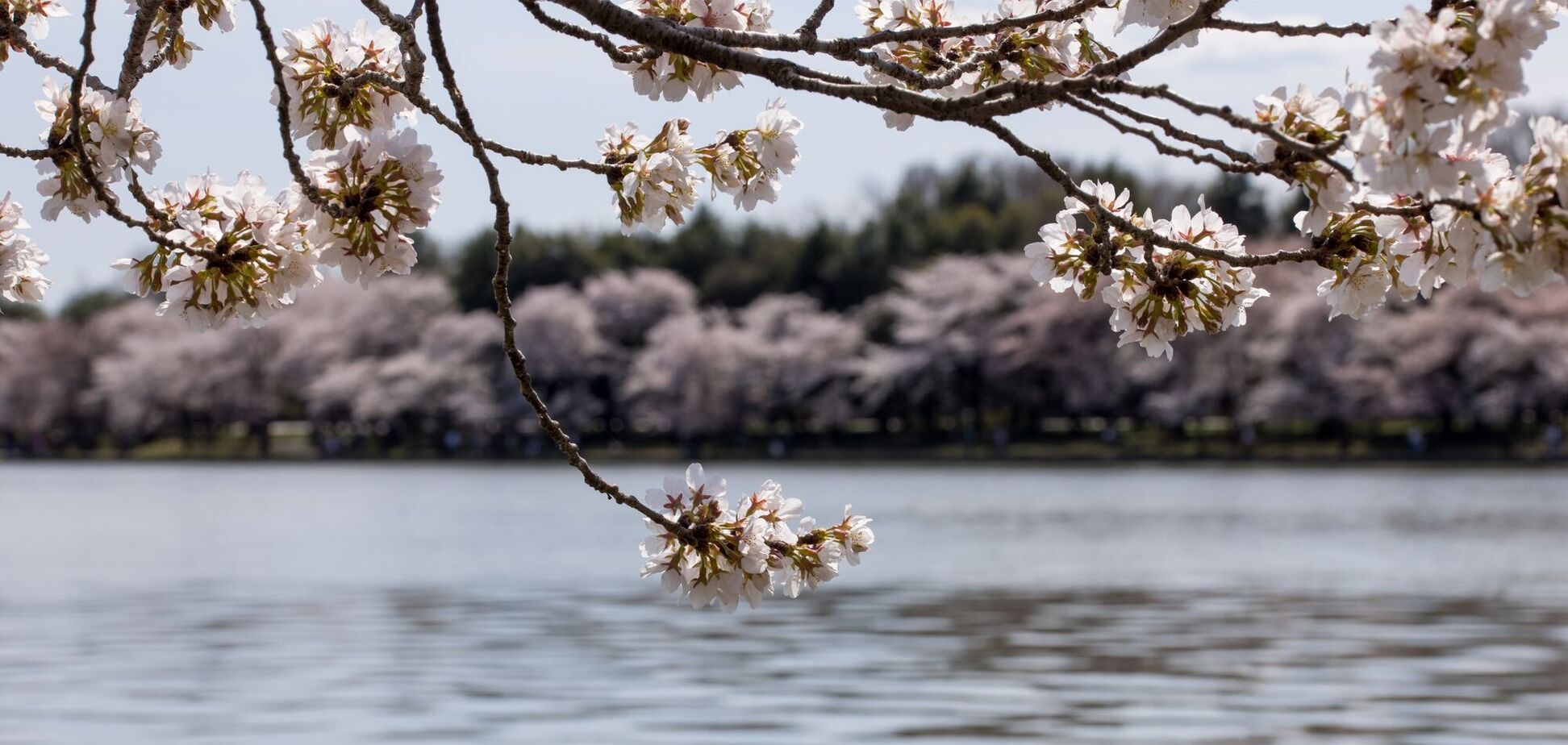 Поливальный понедельник: что это за праздник и какие традиции