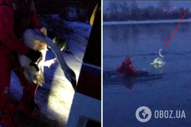 Сидел на льду посреди реки и не мог двигаться: в Киеве спасли раненого лебедя. Видео