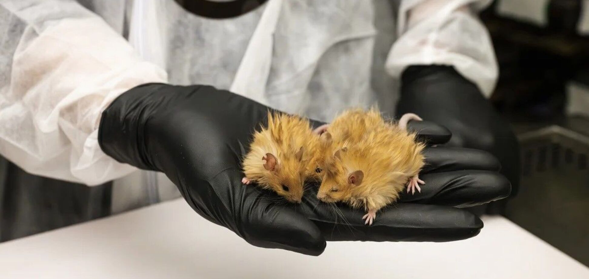 Первых в мире мохнатых мышей из ДНК мамонта создали в США. Фото